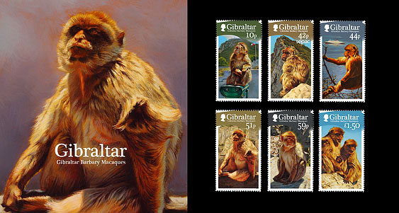 Gibraltar Barbary Macaques