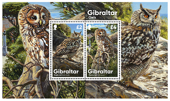 Gibraltar Owls