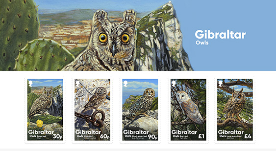 Gibraltar Owls