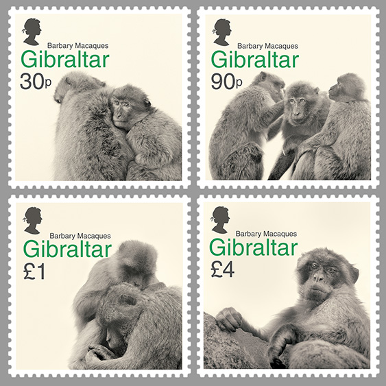 Barbary Macaques