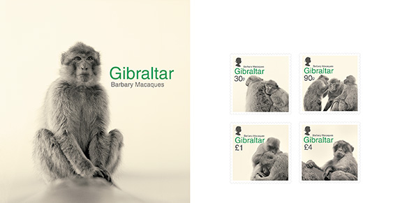 Barbary Macaques