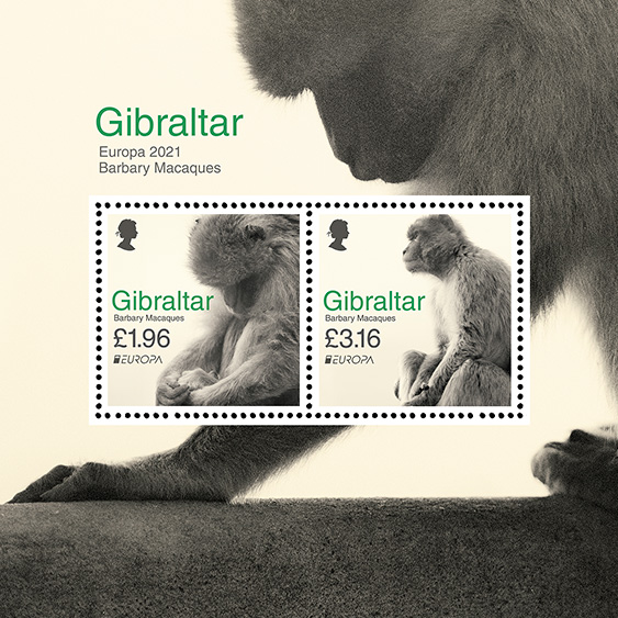 Europa 2021 - Barbary Macaques II