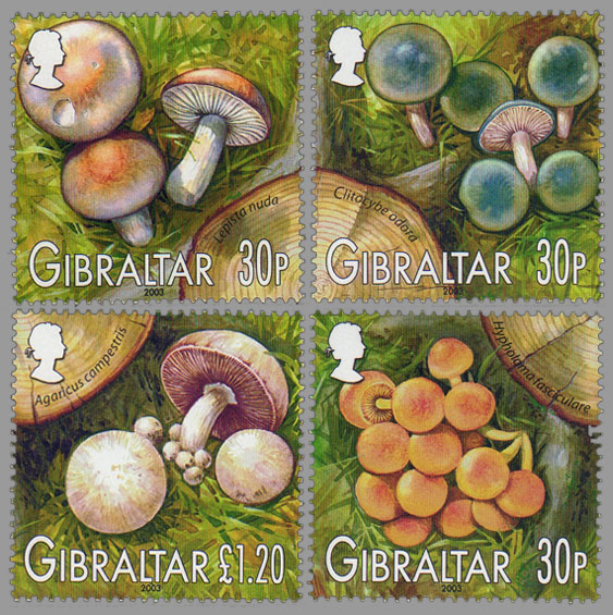 Mushrooms of Gibraltar