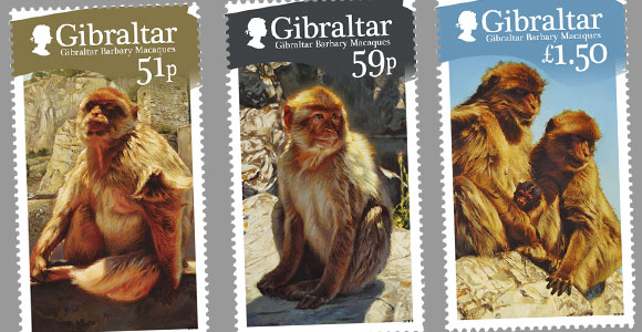 Gibraltar Barbary Macaques