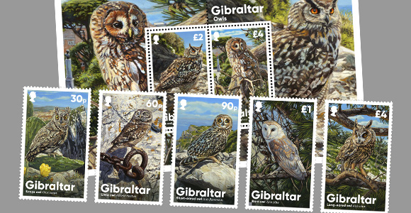 Gibraltar Owls