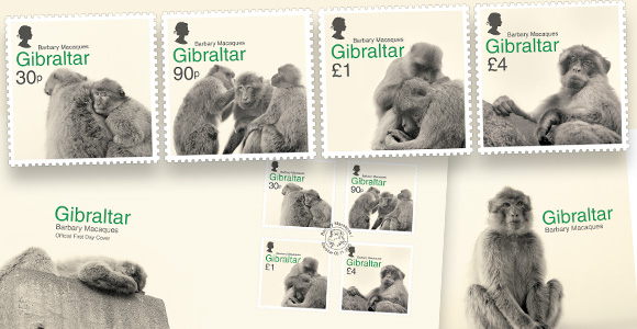 Barbary Macaques