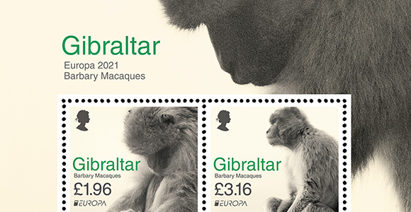 Europa 2021 - Barbary Macaques II