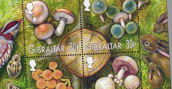 Mushrooms of Gibraltar