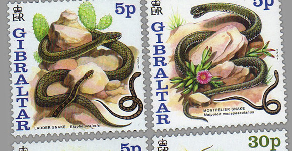 Snakes of Gibraltar