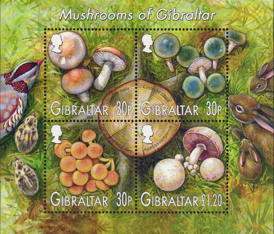 Mushrooms of Gibraltar